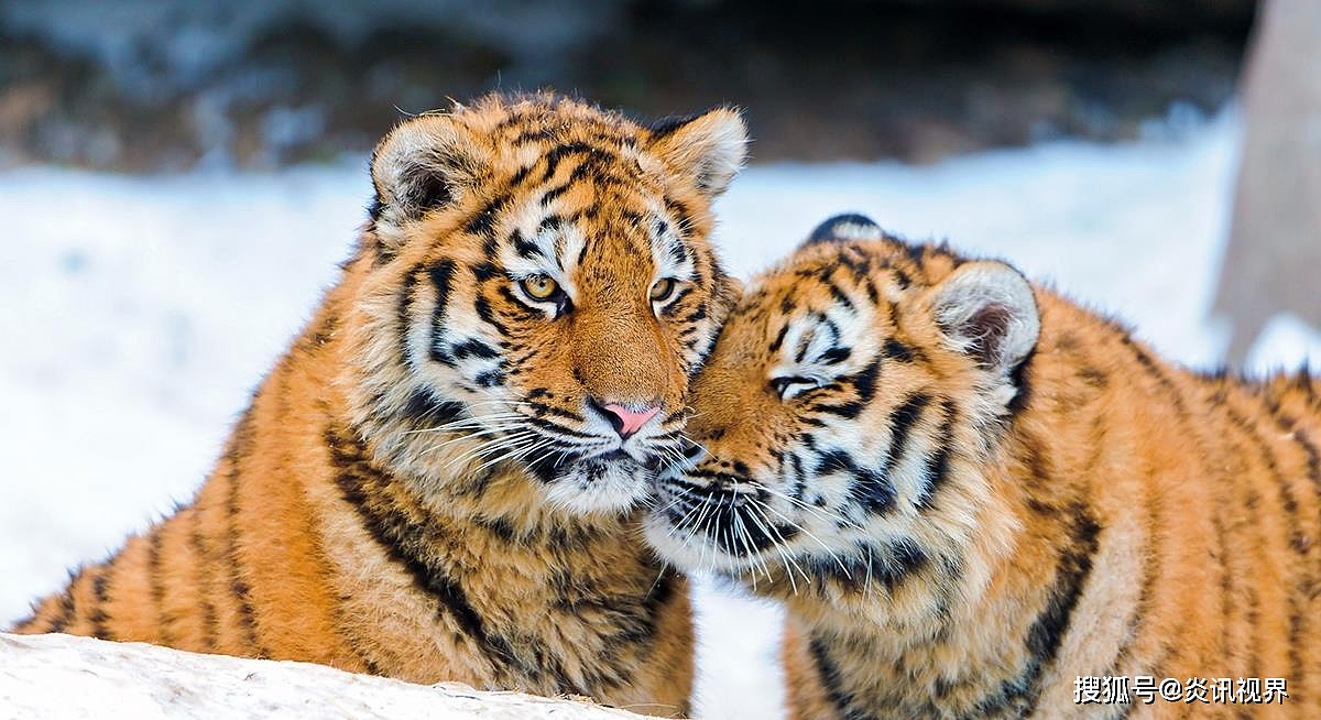 老虎的繁殖与交配：铁汉并没有柔情，冷门的知识又增加了 - 15