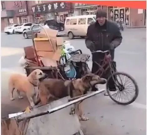 狗狗的主人年纪太大，无法骑车拉货，二只狗狗帮拉车！ - 1