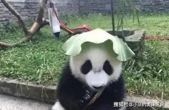 熊猫受不了天气太热，就地取材自制防晒帽，戴上后大爷风范十足 - 3