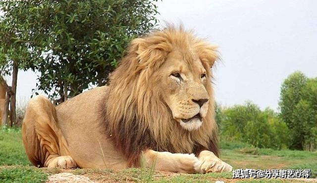 非洲大草原上独居的流浪雄狮，实力会不会超过野生老虎？ - 1