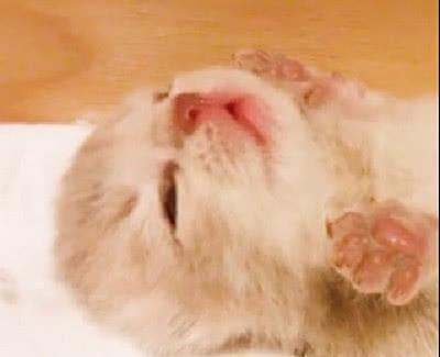 小奶猫敞开肚皮，举起手睡，小肉球粉粉嫩嫩的，真可爱！ - 3