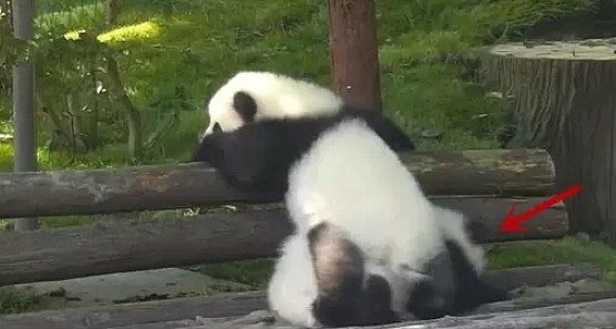 熊团子试图翻越围栏，却遇上“猪队友”，过程简直要把熊猫蠢哭！ - 3