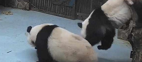 熊猫欲对下铺使坏却发生意外，网友：上铺最担心的事情还是发生了 - 3