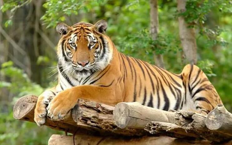 如果把500只老虎投放到非洲大草原，它们能够生存下去吗？ - 2