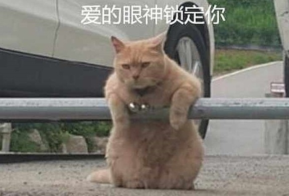 停车场有一只橘猫，每天凶巴巴地盯着路人：别耍花招，这片归我管 - 3