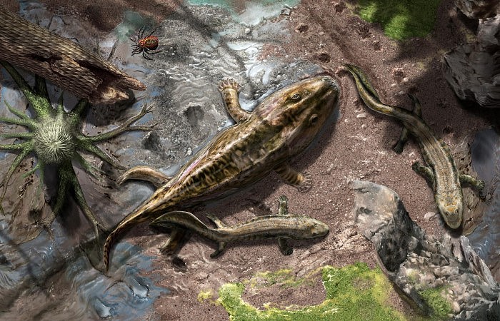 持续的快速进化解释了四足动物如何从鱼类进化而来 - 1