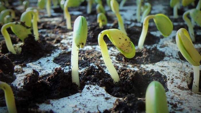 Antabactin-Helps-Seedlings-Sprout-777x437.jpg