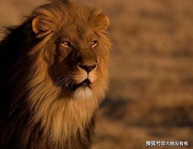 狮子如此强大，为何还要选择群居？狮王表示：独自生活太艰难 - 10