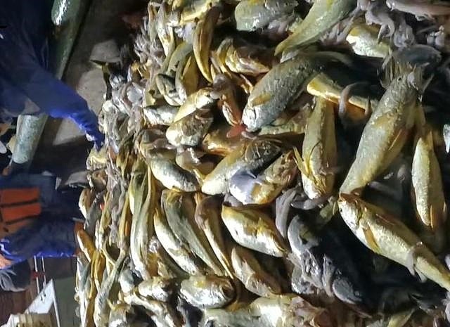 象山渔民一网捕获4900斤野生大黄鱼 卖了957万 - 2