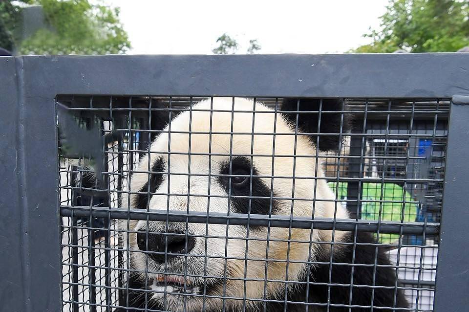 软萌熊猫，在上古时竟有如此霸气的名字，难怪食肉动物不敢欺负它 - 5