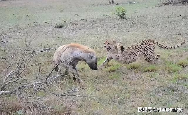 非洲草原上的肛肠科大夫，鬣狗实力强大但性情温顺，从来不伤人 - 9