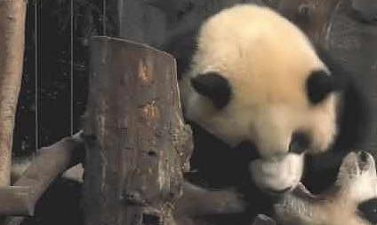 熊猫妈妈正在睡午觉, 饲养员把小奶熊放进来, 熊猫妈却掉头就跑 - 1