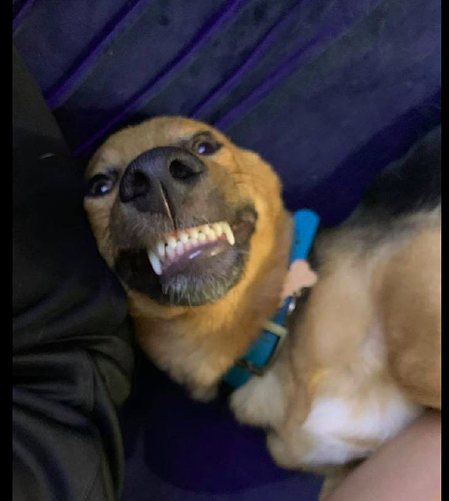 给狗狗拍照片时，它就张开嘴巴露出牙齿微笑，这笑容看起来很甜呀 - 1