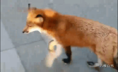 北京潭柘寺出现一只不怕人的赤狐，成为网红“灵狐”，疑似人工养殖的狐狸 - 5