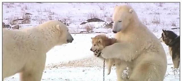 二哈被北极熊拥入怀中，下一秒表情吸睛，网友：大哥你抱错娃了！ - 5