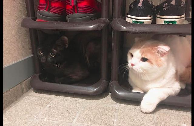网友刚买的鞋架，就被两只猫霸占了，不仔细看还真没注意到黑猫！ - 1