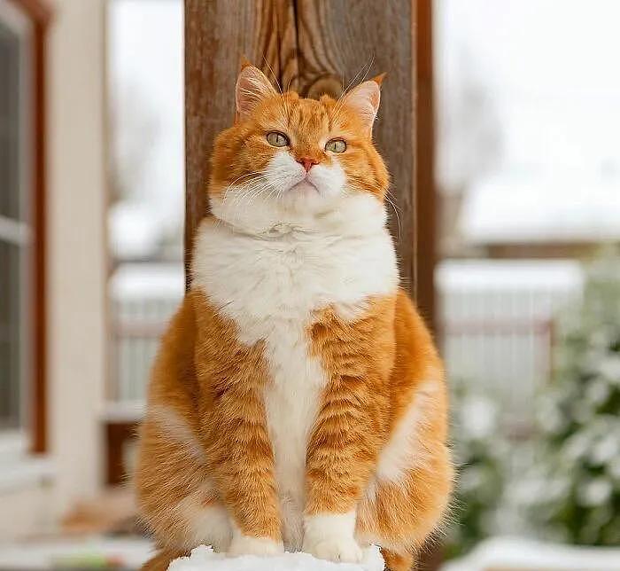 即使你阅猫无数，见到这只橘猫也会心动，真的太美了 - 18