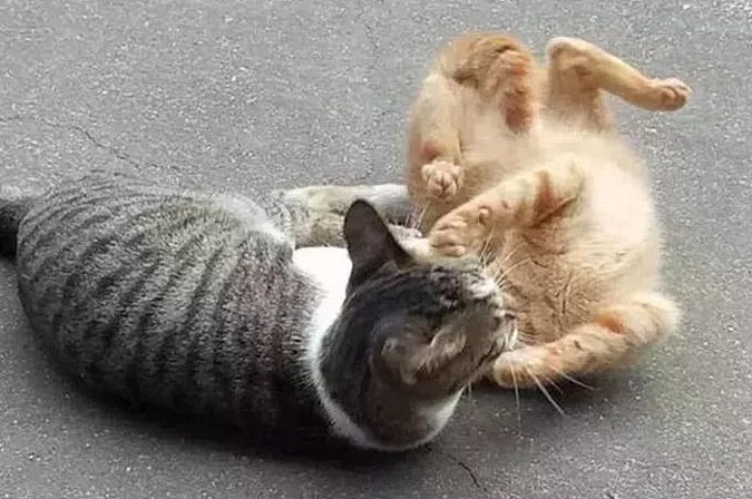 狸花猫挑衅过路橘猫，却被橘猫“一招”制服，狸花猫表情亮了 - 3