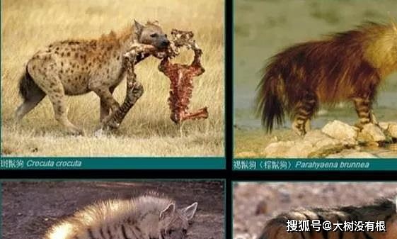 鬣狗可以被驯化吗？在非洲一小城，它们正在走现代狗祖先的老路 - 2