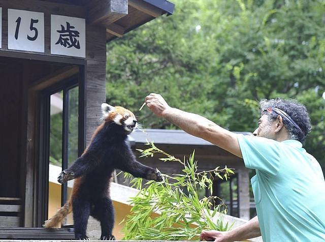 饲养员给小熊猫喂食，伸手摸了摸它的肚子，小熊猫的反应太搞笑了 - 1