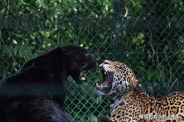 3种黑化猫科动物：黑化金猫最惊艳，黑豹最威风，黑化薮猫像精灵 - 2
