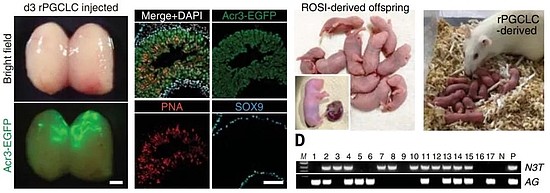 《科学》突破：用干细胞制造可育精子 不育大鼠也有了健康后代 - 4