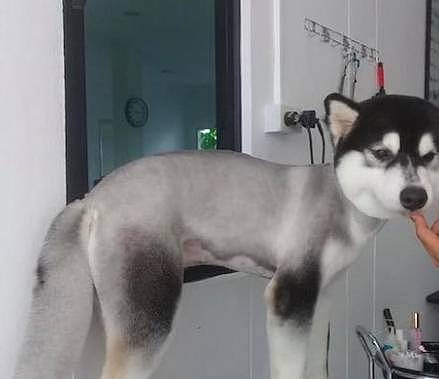 给狗狗理发，结果阿拉斯加被剃成了“平头哥”，主人不厚道的笑了 - 9