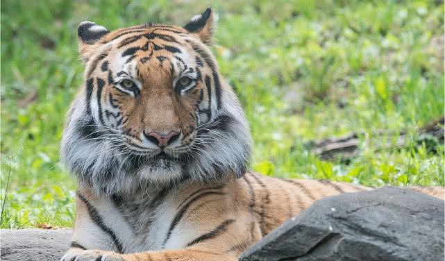 美老虎确诊新冠，另有几只老虎狮子干咳不止，由无症状饲养员传染 - 3