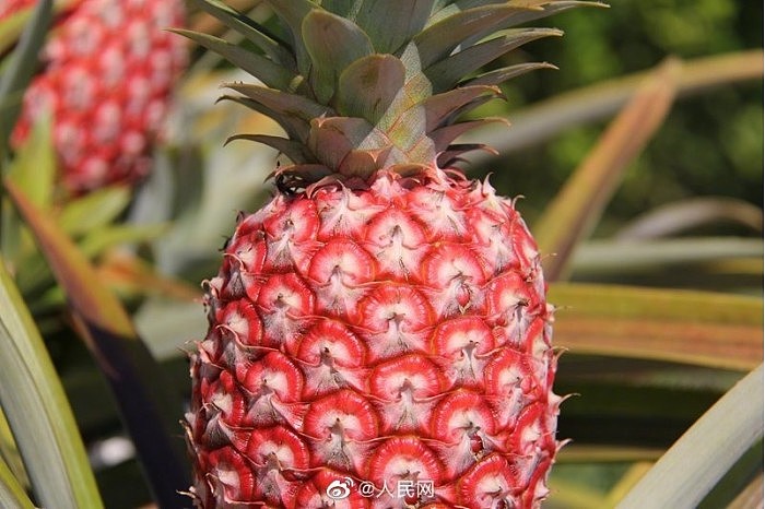 中国热科院成功选育新物种“冰糖红菠萝” - 2