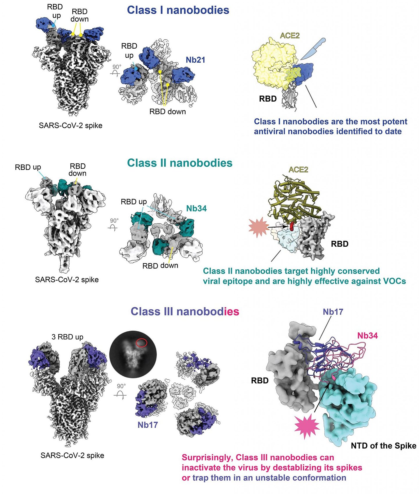 研究：SARS-CoV-2纳米体在对抗新冠变体中的突变时表现活跃 - 3