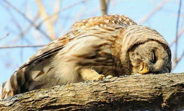 猫头鹰冷知识：翻开耳朵能看到眼珠，小时候趴着睡是因为脑袋太沉 - 7