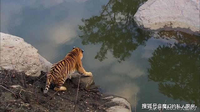 老虎认识自己的影子？一只孟加拉虎过河时被自己倒影吓得夺路而逃 - 2