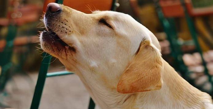 为何狗狗喜欢对着空气“汪汪叫”？你知道吗？ - 1