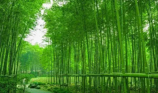 郑板桥与他的竹子诗：艺术的隽永与人生的哲理 - 1