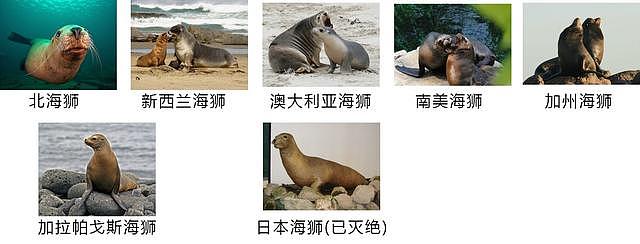 如何区分海狗、海狮、海豹？它们有何区别？ - 5