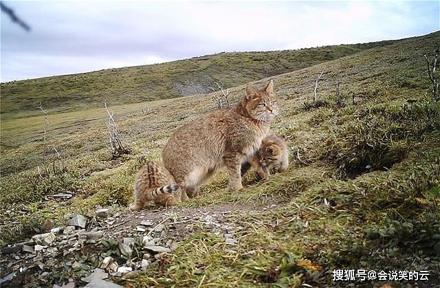 祁连山出现神秘的荒漠猫，颜值呆萌敢吃毒蛇，凶猛不输花豹 - 5