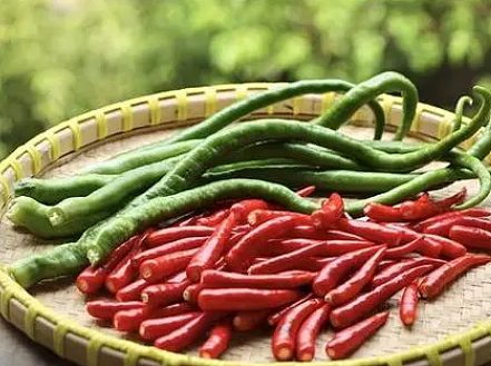 辣椒的传入与中国饮食文化的变迁 - 1