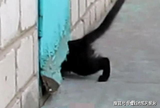 黑猫蹲在墙边不走，主人疑惑等待观察，发现了两货的秘密基地 - 3