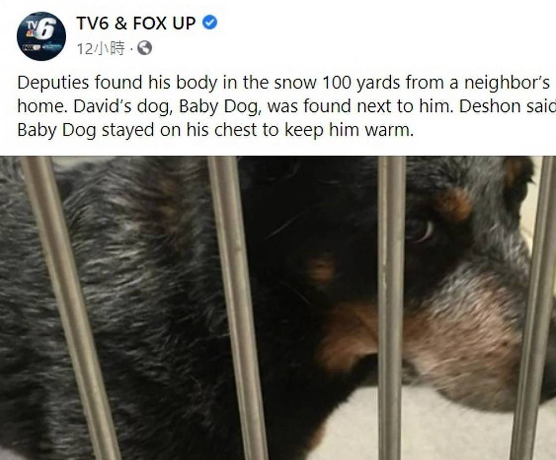 主人在雪地失温去世，身边两只狗狗的结局却完全不同 - 1