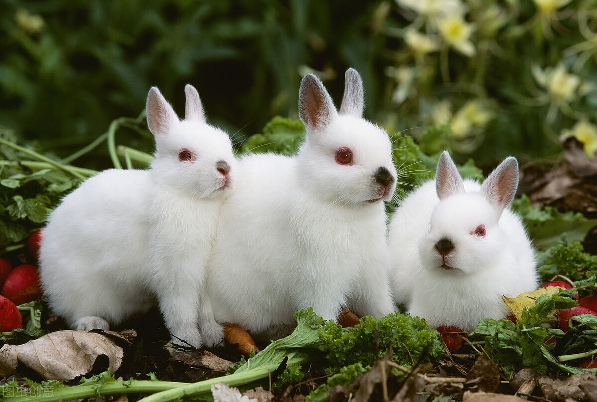 兔子可以喝益生菌吗，什么情况下吃益生菌 - 1