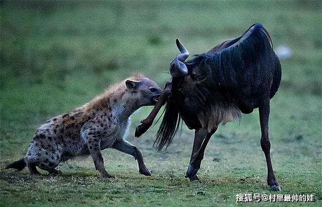 非洲草原上的肛肠科大夫，鬣狗实力强大但性情温顺，从来不伤人 - 2