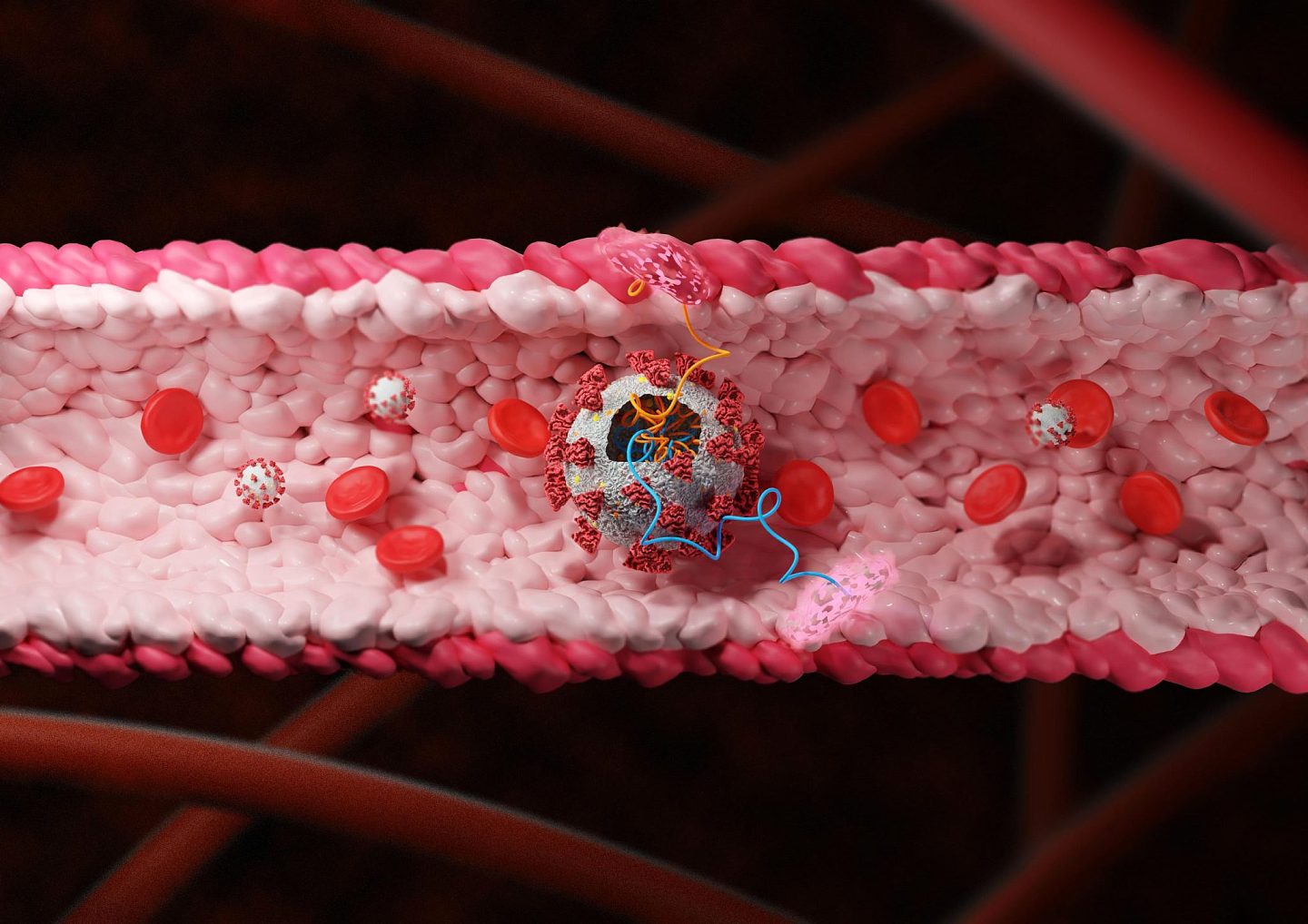 研究人员发现新冠病毒中能损害血管的蛋白质 - 1