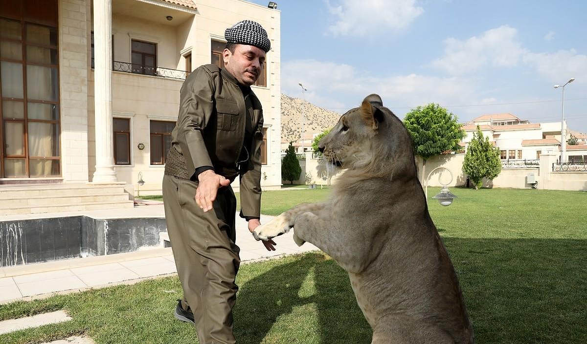 伊拉克男子养狮子做宠物，同吃同住，“森林之王”还会撒娇 - 4
