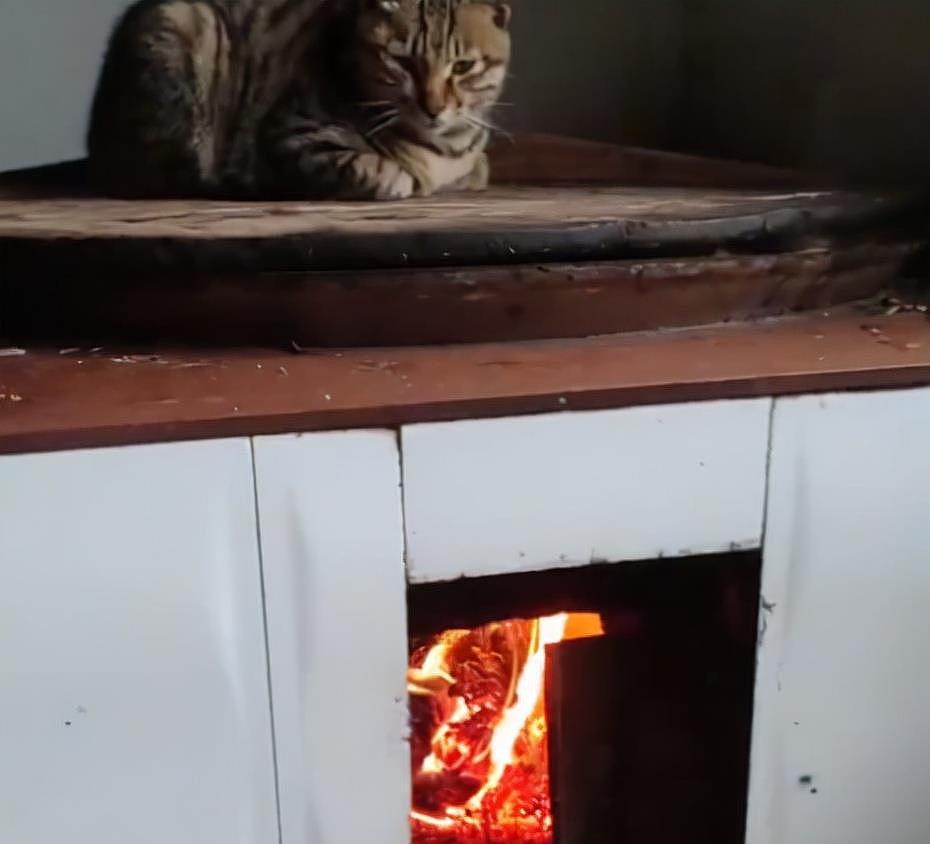 湖北一小猫在灶锅上蒸桑拿，双眼微闭，网友：看来温度到位了！ - 2