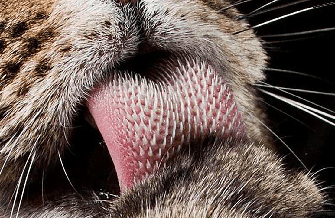 老虎舌头可以舔下半张人皮，是真是假？为何猫科动物舌头满是倒刺 - 8