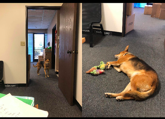 老板为了活跃气氛，请求员工带狗狗来上班，还迎来学习中文的热潮 - 1