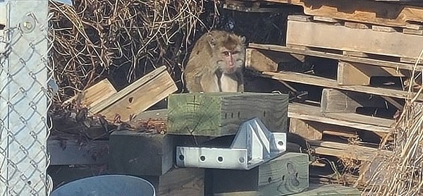 美国实验室猴子运输途中逃跑：当地提醒切莫靠近 有几只已被安乐死 - 1