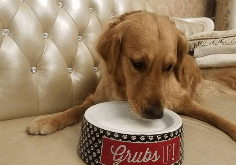 萌宠课堂：狗狗钙片和钙粉哪个比较好 狗狗吃钙片还是钙粉好呢？ - 3