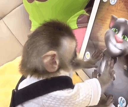 猴子偷拿手机玩游戏，看着里面活灵活现的猫咪，猴子爆发了 - 3