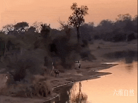 南非一只黑斑羚凭借跳跃躲避过野狗群，又在河中躲避开河马的袭击 - 1